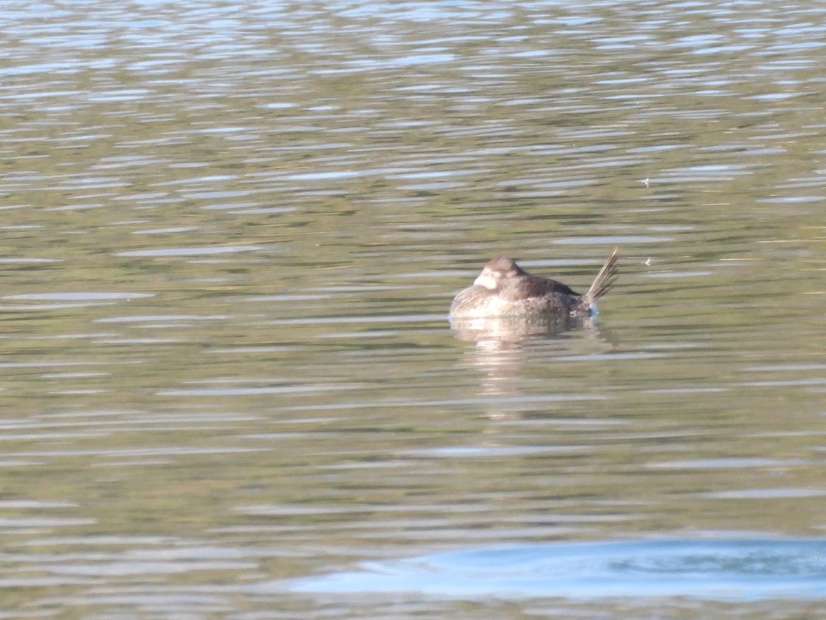 Ruddy Duck - ML646388413