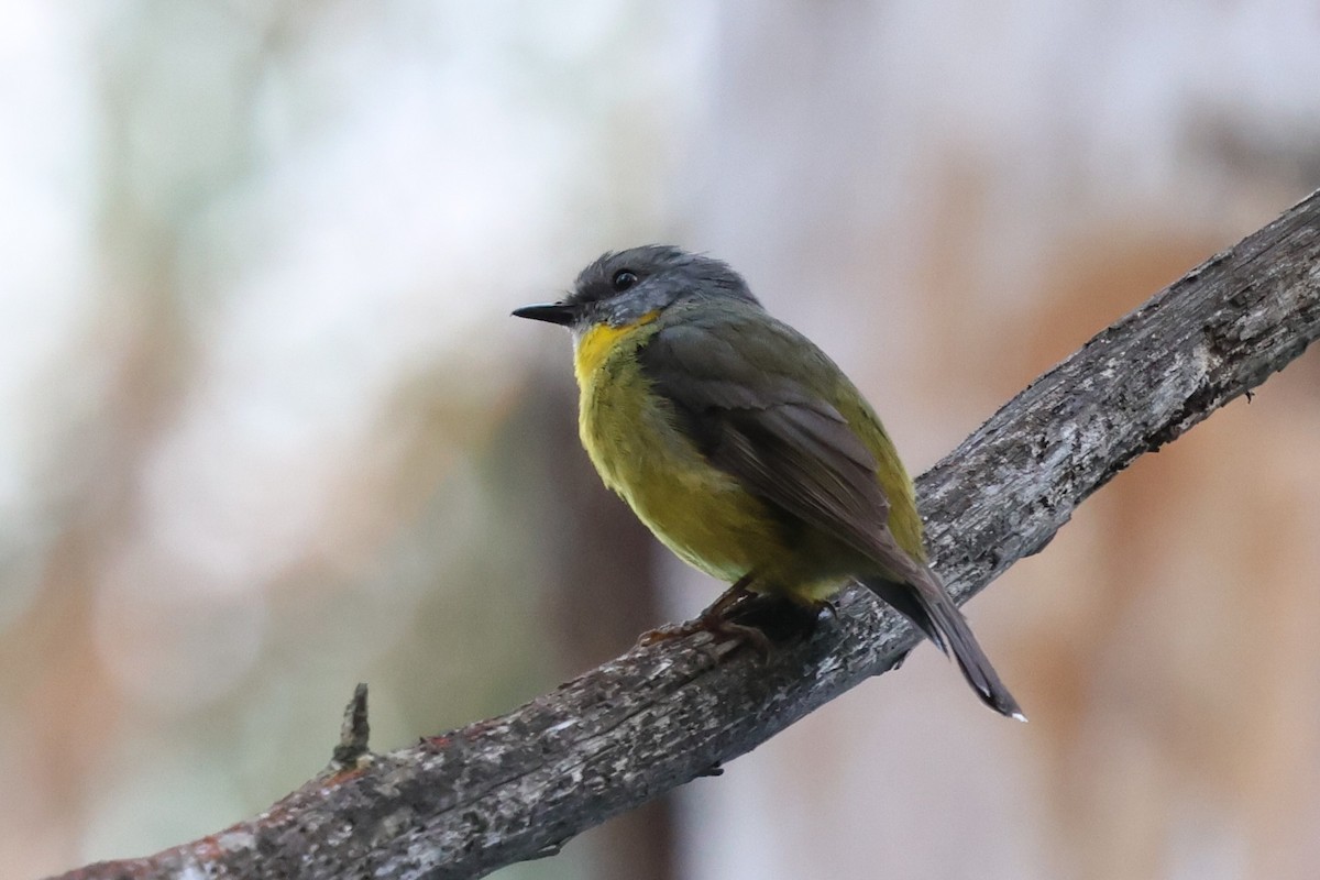 Eastern Yellow Robin - ML646388416