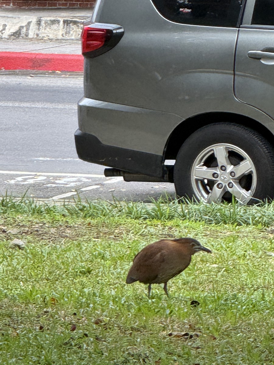 Malayan Night Heron - ML646388417