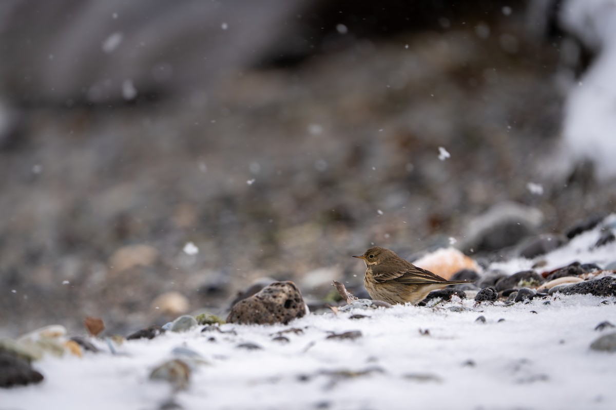 American Pipit - ML646388418