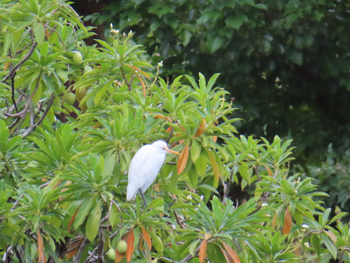 Eastern Cattle-Egret - ML646388420