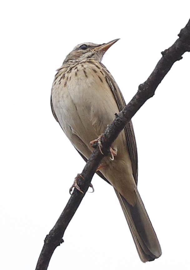 Woodland Pipit - ML646388421