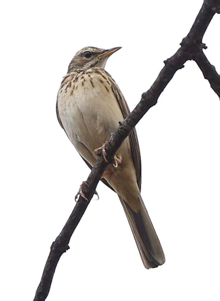 Woodland Pipit - ML646388422