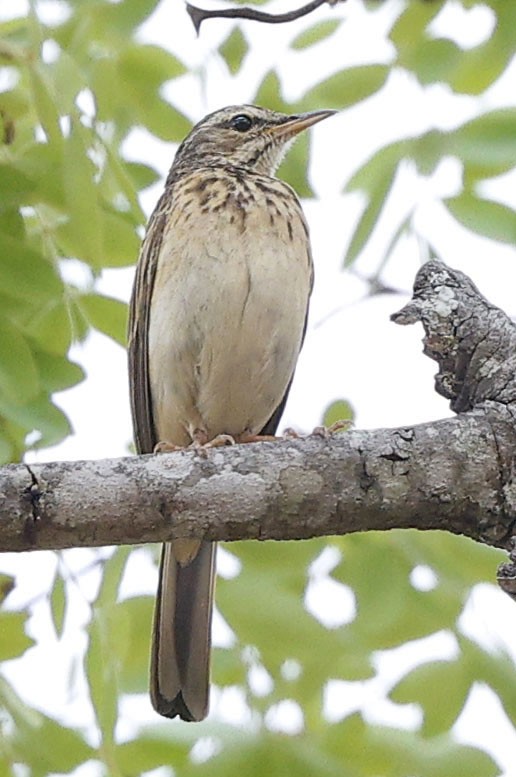 Woodland Pipit - ML646388423