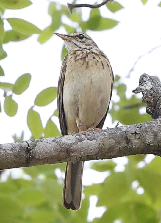 Woodland Pipit - ML646388424