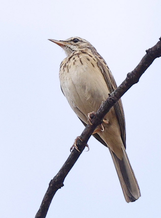Woodland Pipit - ML646388425