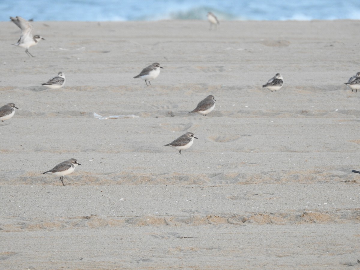 Tibetan Sand-Plover - ML646388426