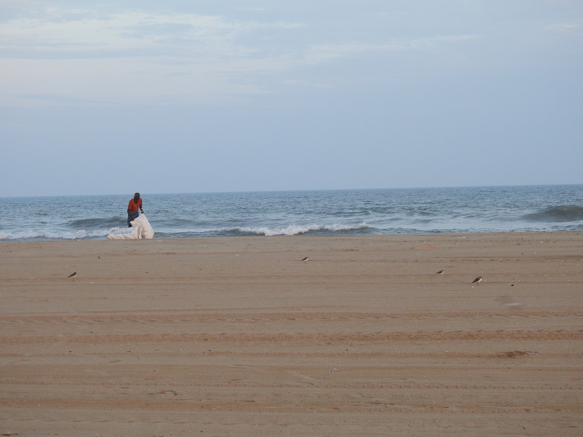 Tibetan Sand-Plover - ML646388427