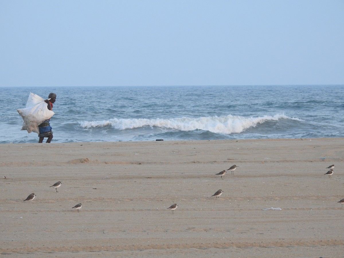 Tibetan Sand-Plover - ML646388428