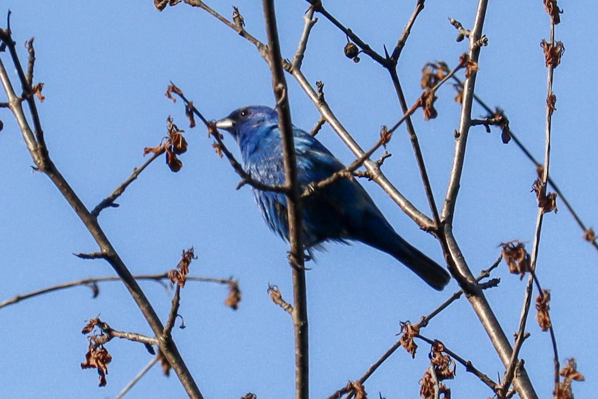 Indigo Bunting - ML646388432