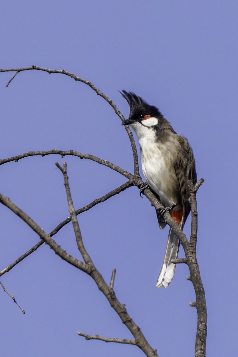 Red-whiskered Bulbul - ML646388433