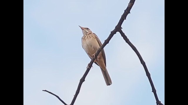 Woodland Pipit - ML646388434