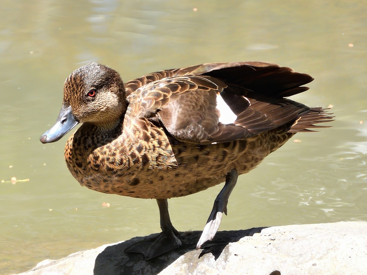 Chestnut Teal - ML646388439