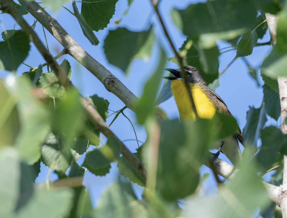 Yellow-breasted Chat - ML646388443