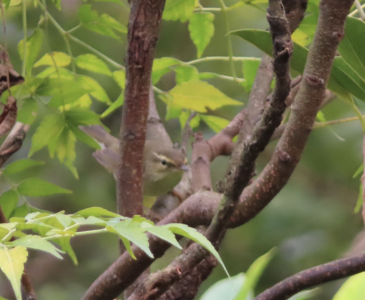 Arctic Warbler - ML646388444