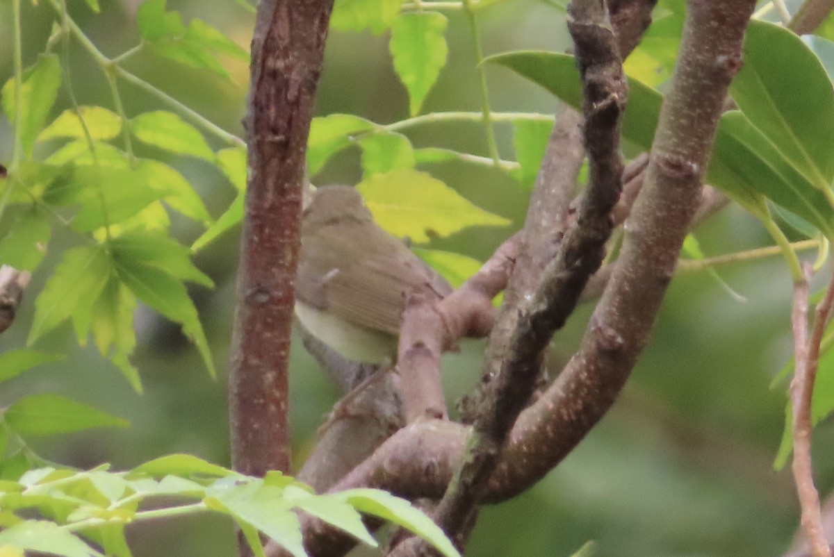 Arctic Warbler - ML646388445