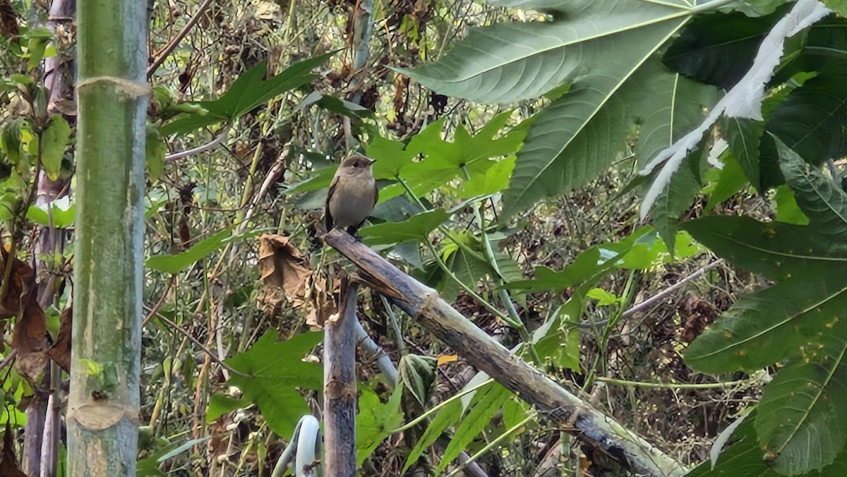 Red-breasted Flycatcher - ML646388446