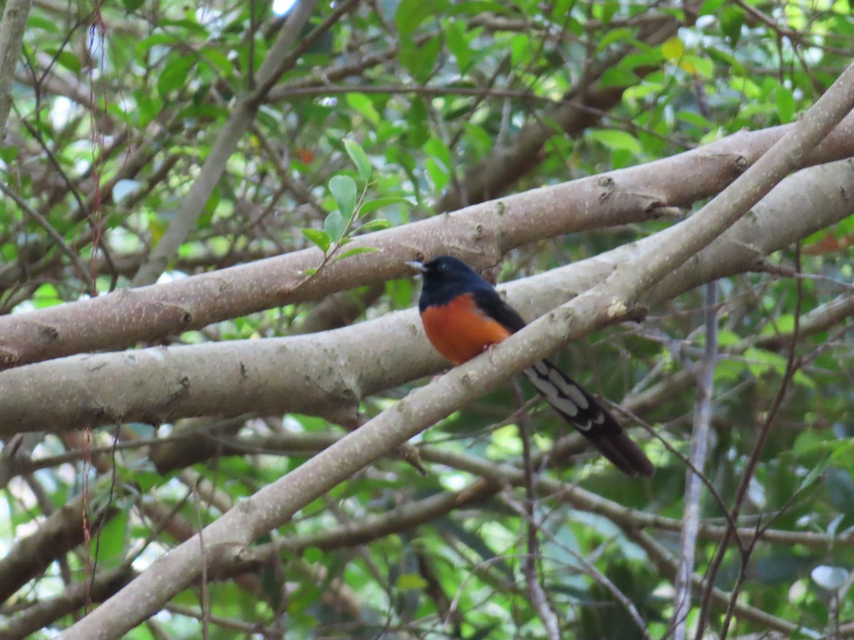 White-rumped Shama - ML646388447