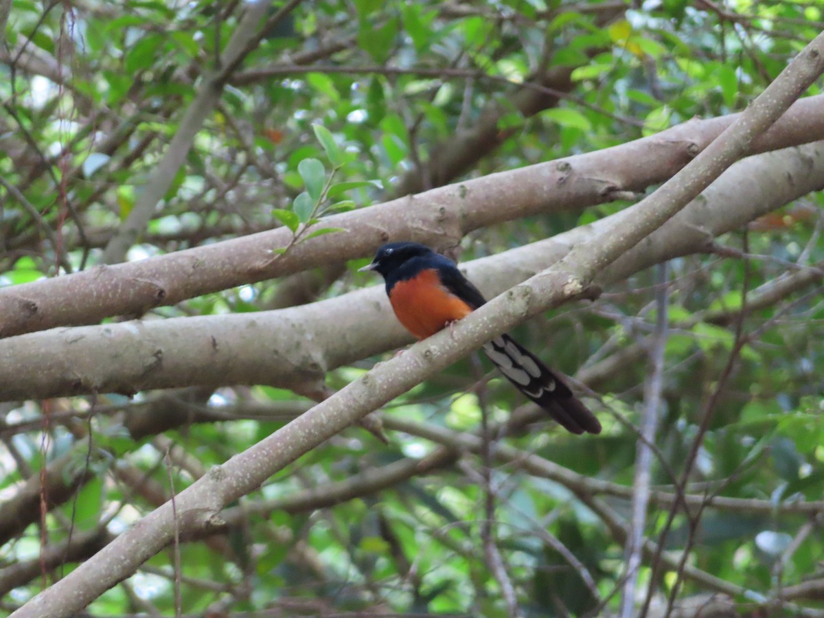 White-rumped Shama - ML646388448