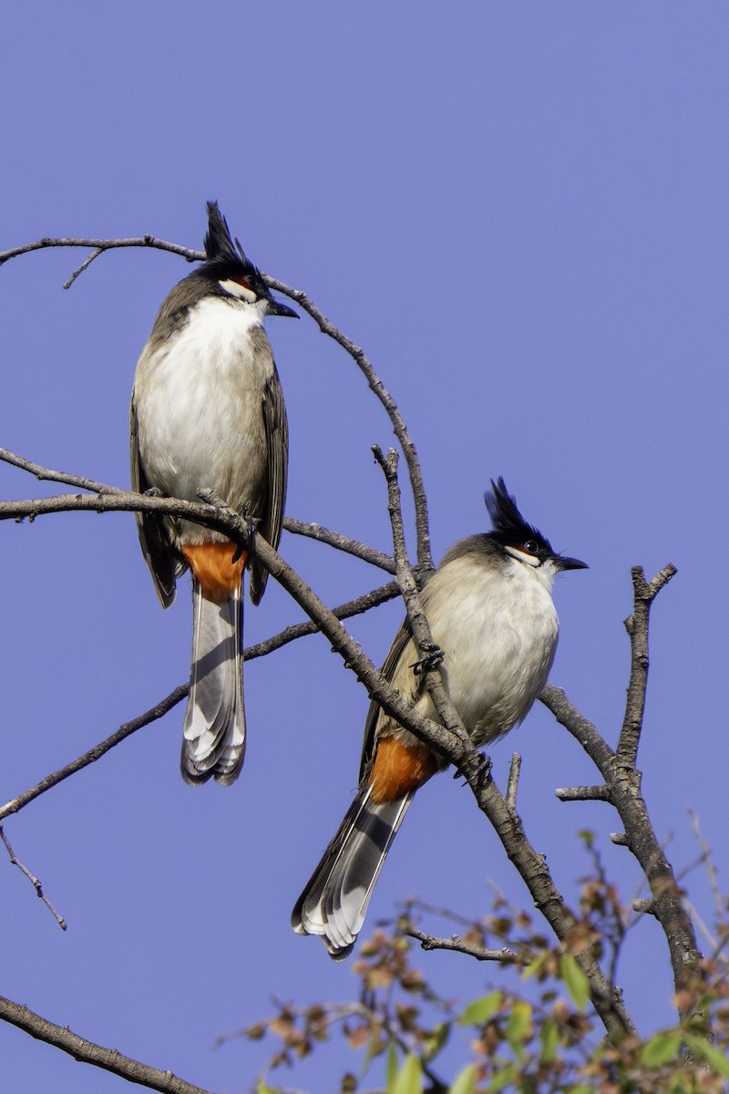 Red-whiskered Bulbul - ML646388449