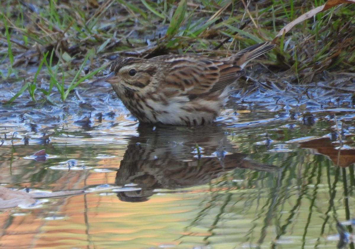 Savannah Sparrow - ML646388451