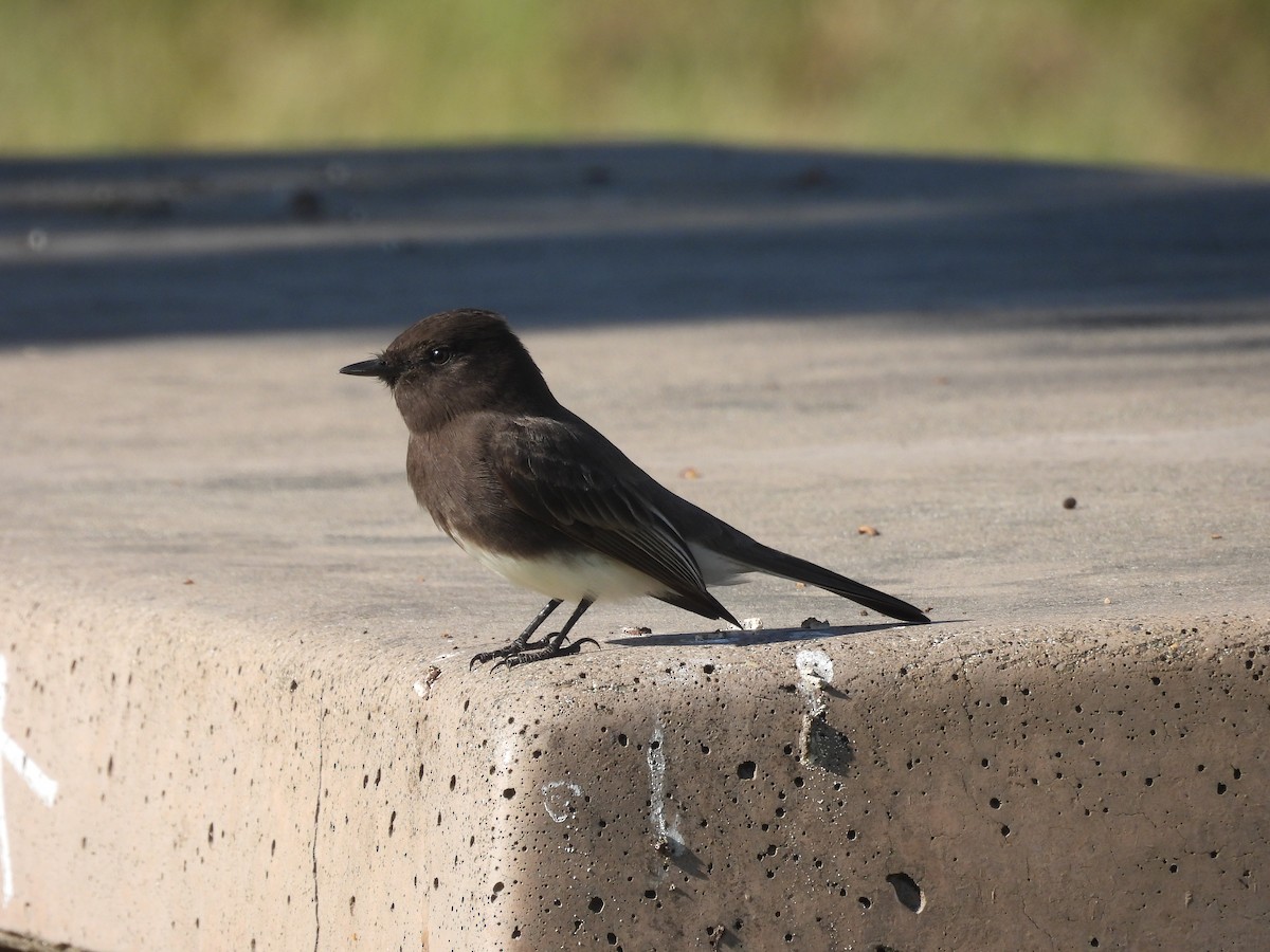Black Phoebe - ML646388452