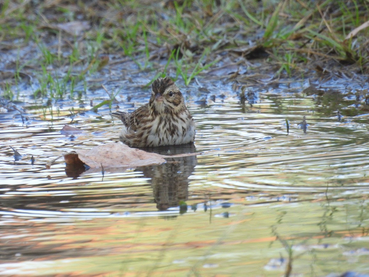 Savannah Sparrow - ML646388453