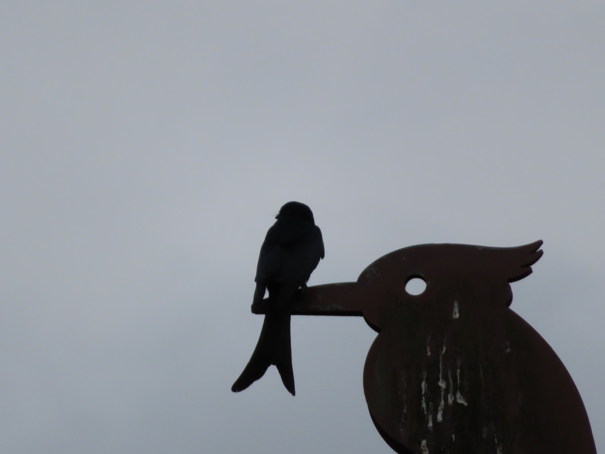 Black Drongo - ML646388458