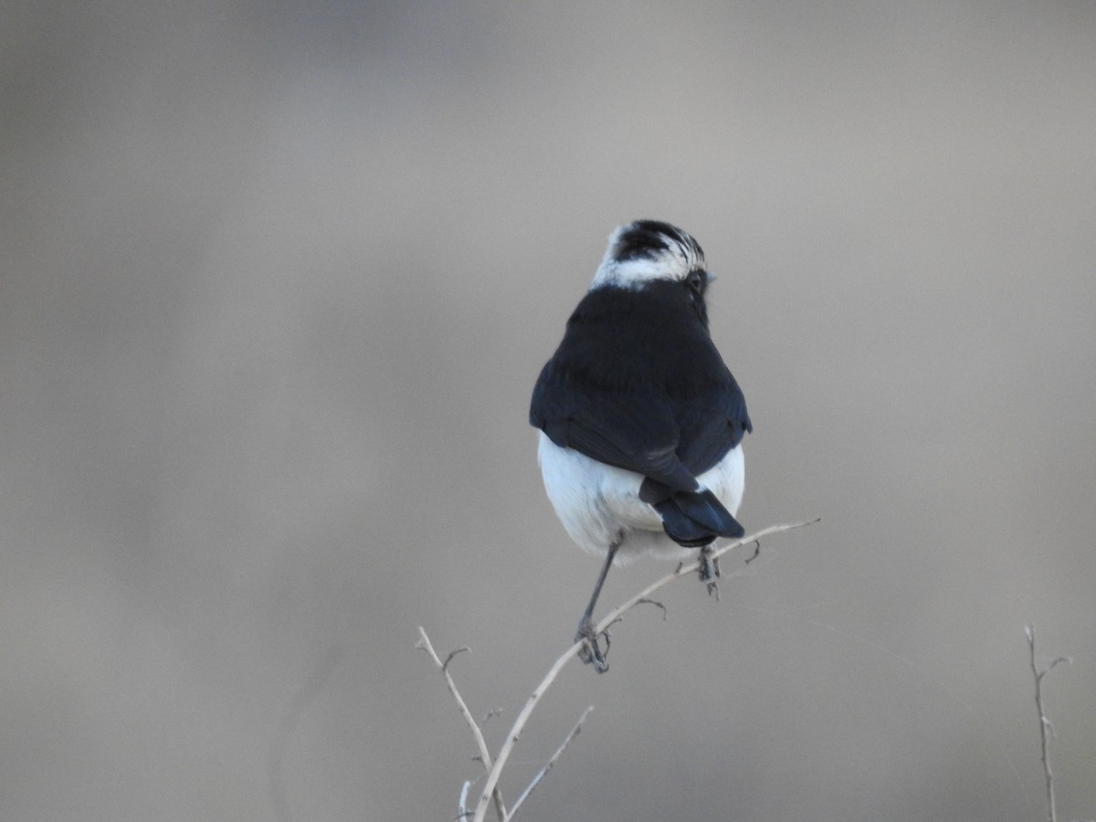 Variable Wheatear - ML646388460