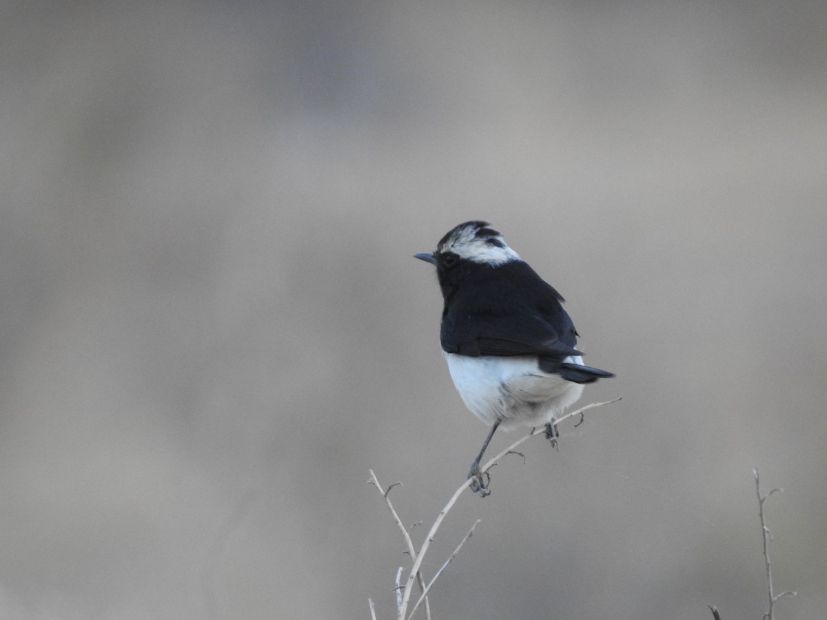 Variable Wheatear - ML646388461