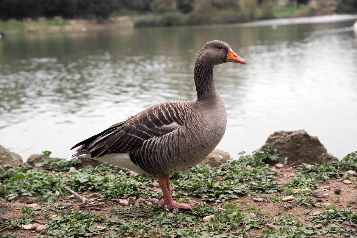 Graylag Goose - ML646388462