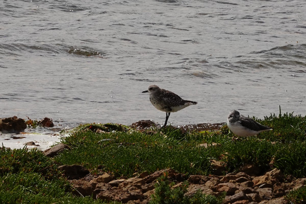 Pacific Golden-Plover - ML646388463