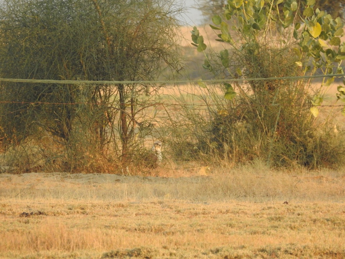 Kızıl Şahin - ML646388466