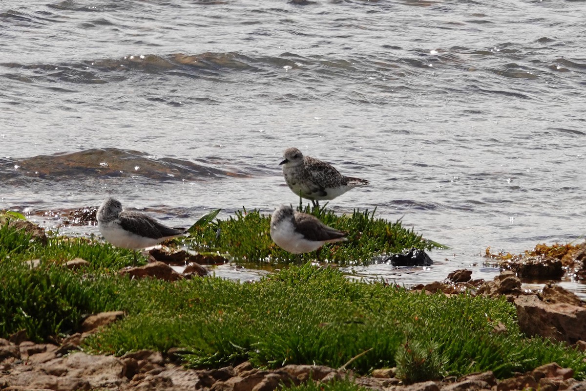 ダイゼン - ML646388467