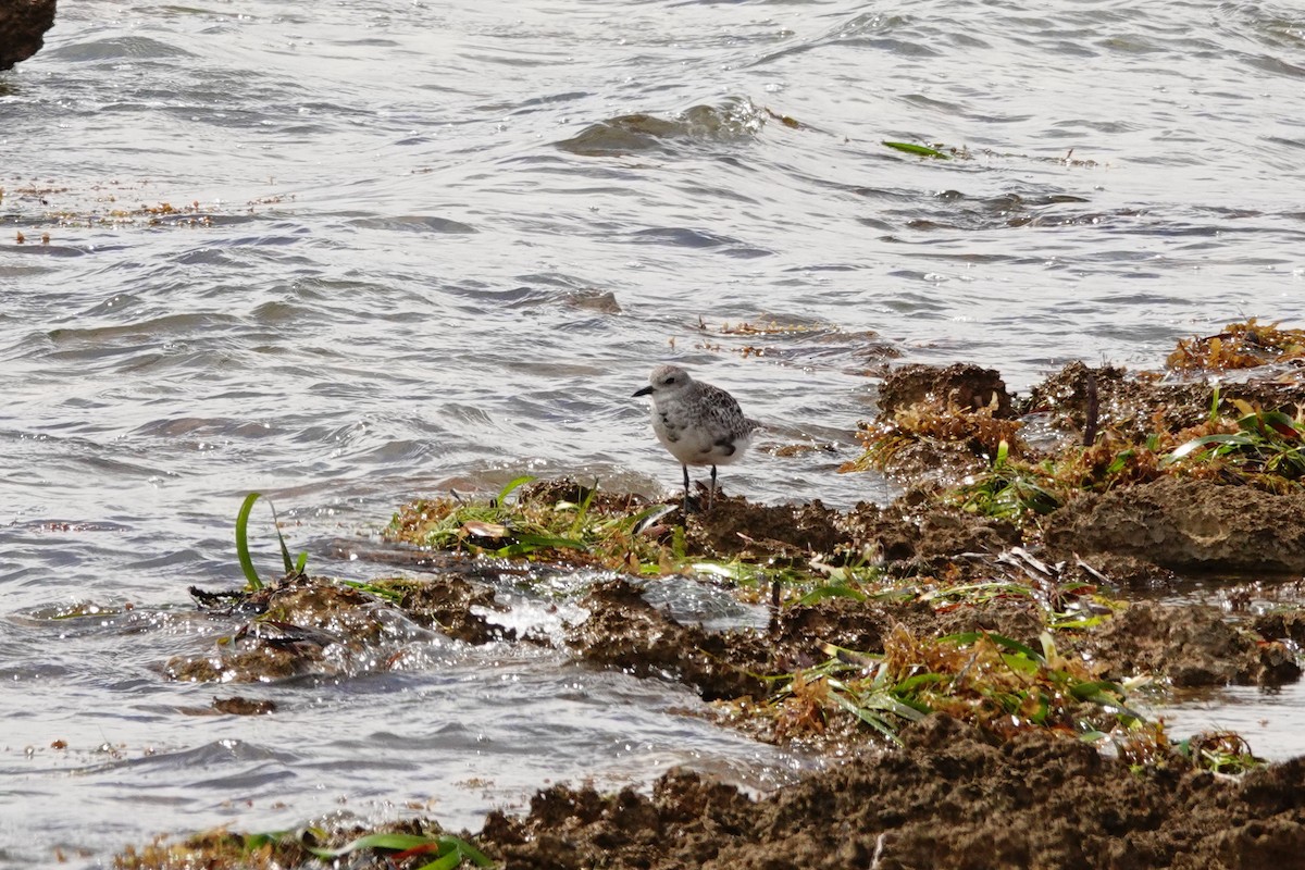 ダイゼン - ML646388468