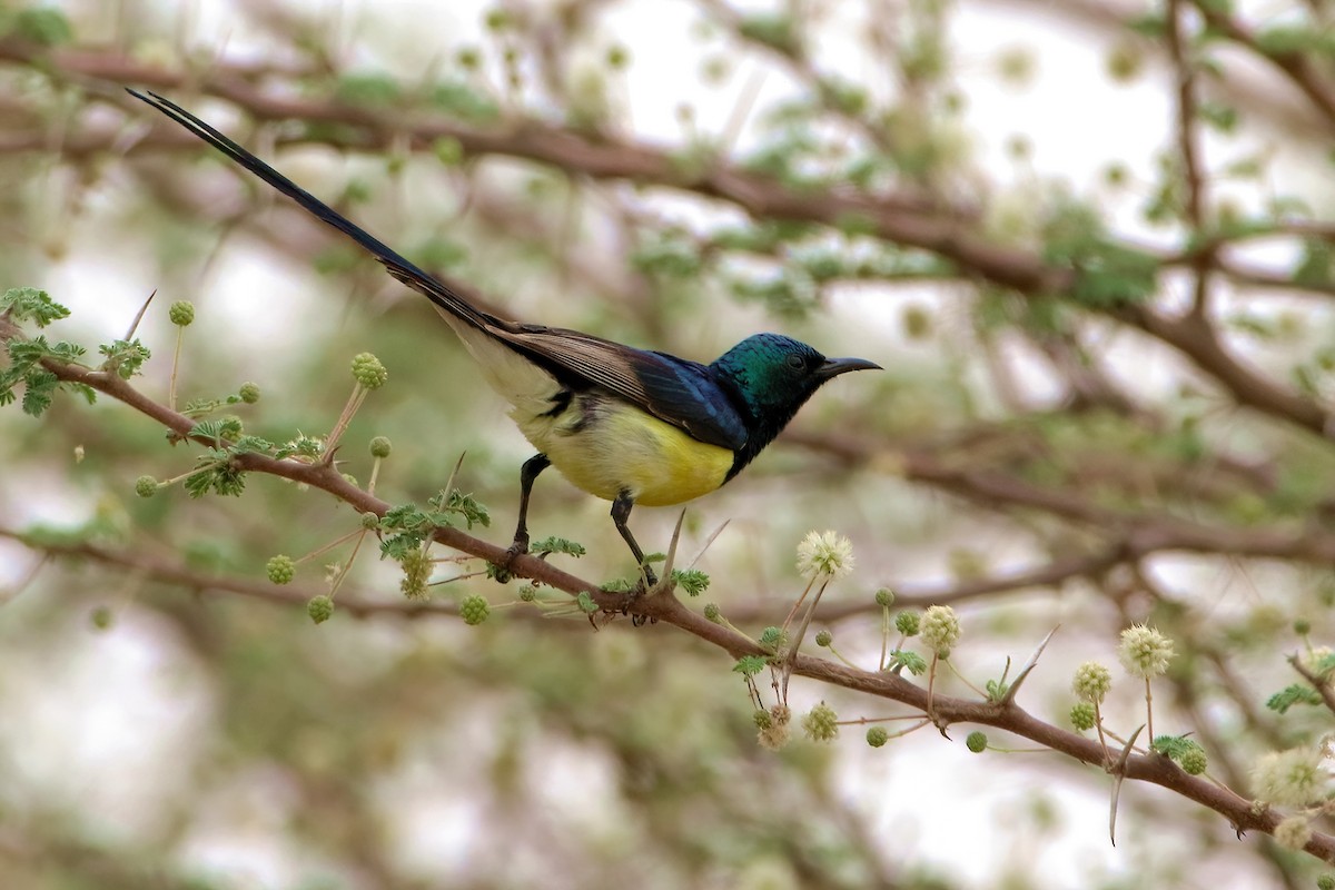 Nile Valley Sunbird - ML646388472