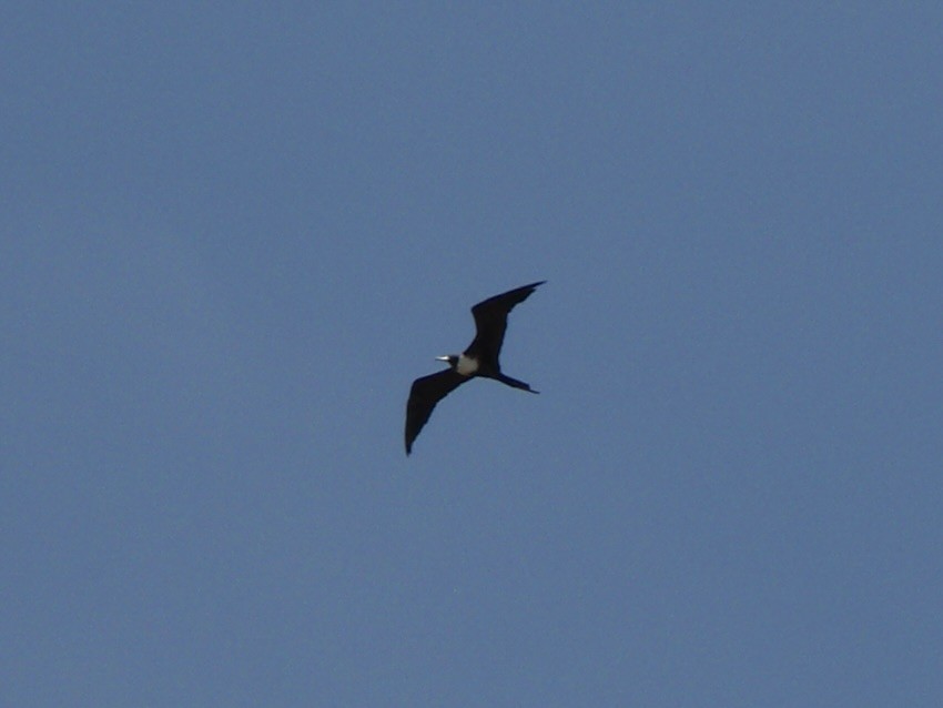 Magnificent Frigatebird - ML646388477