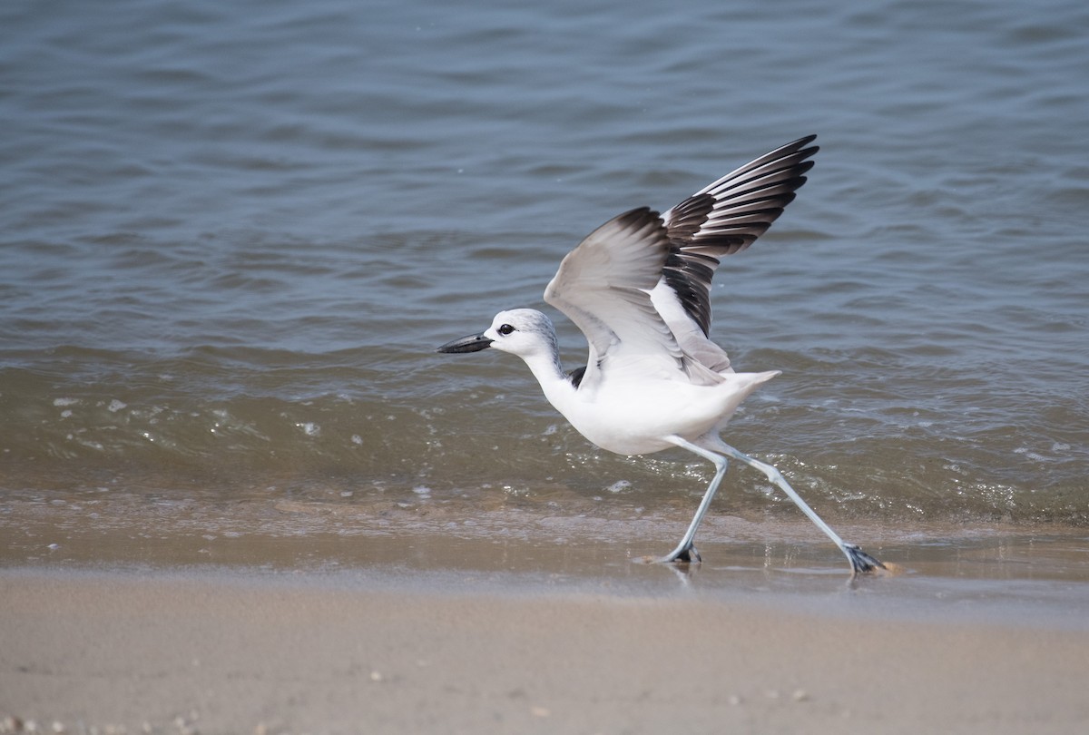 Crab-Plover - ML646388478