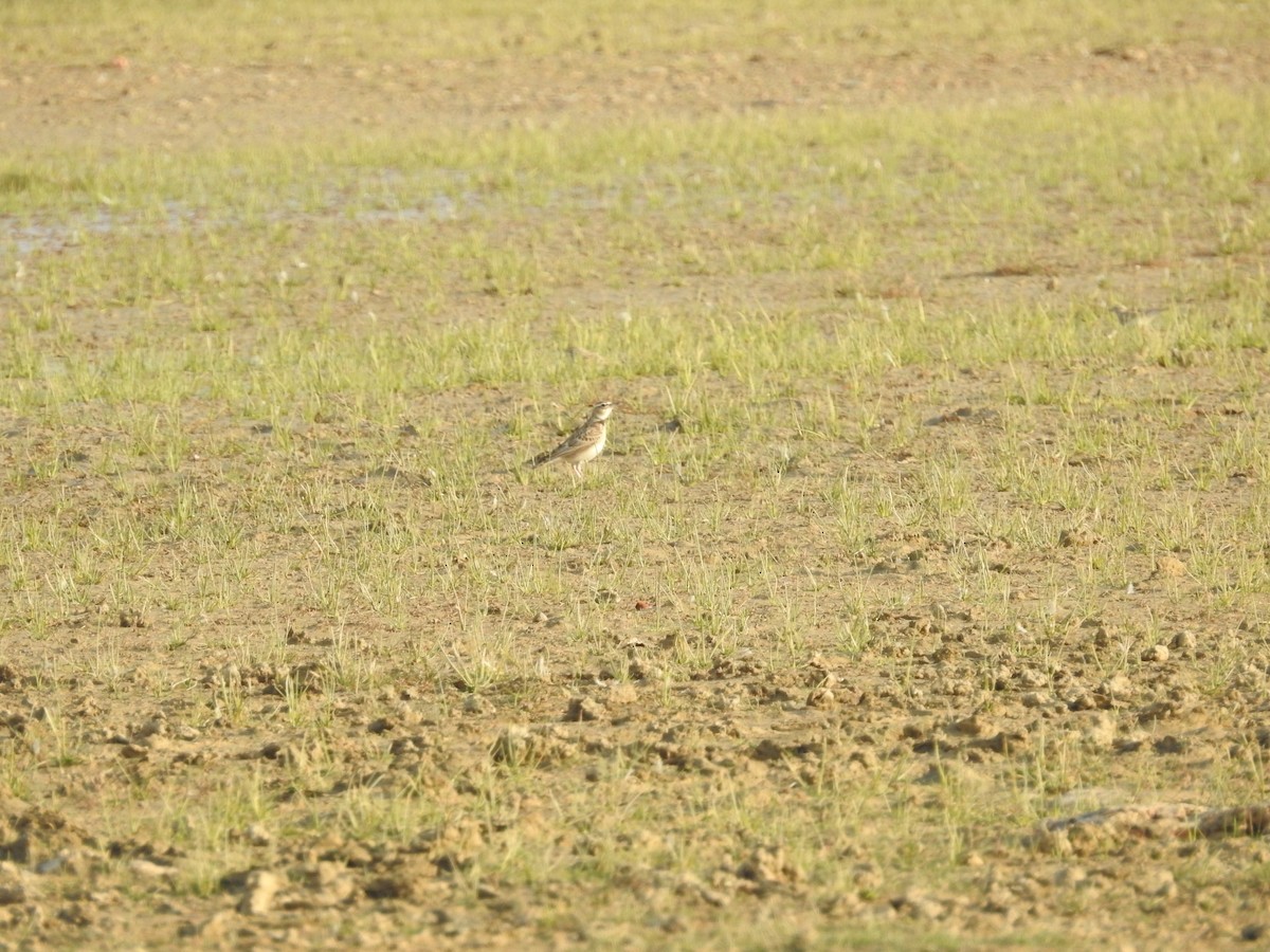 Kalandria ekialdetarra - ML646388479