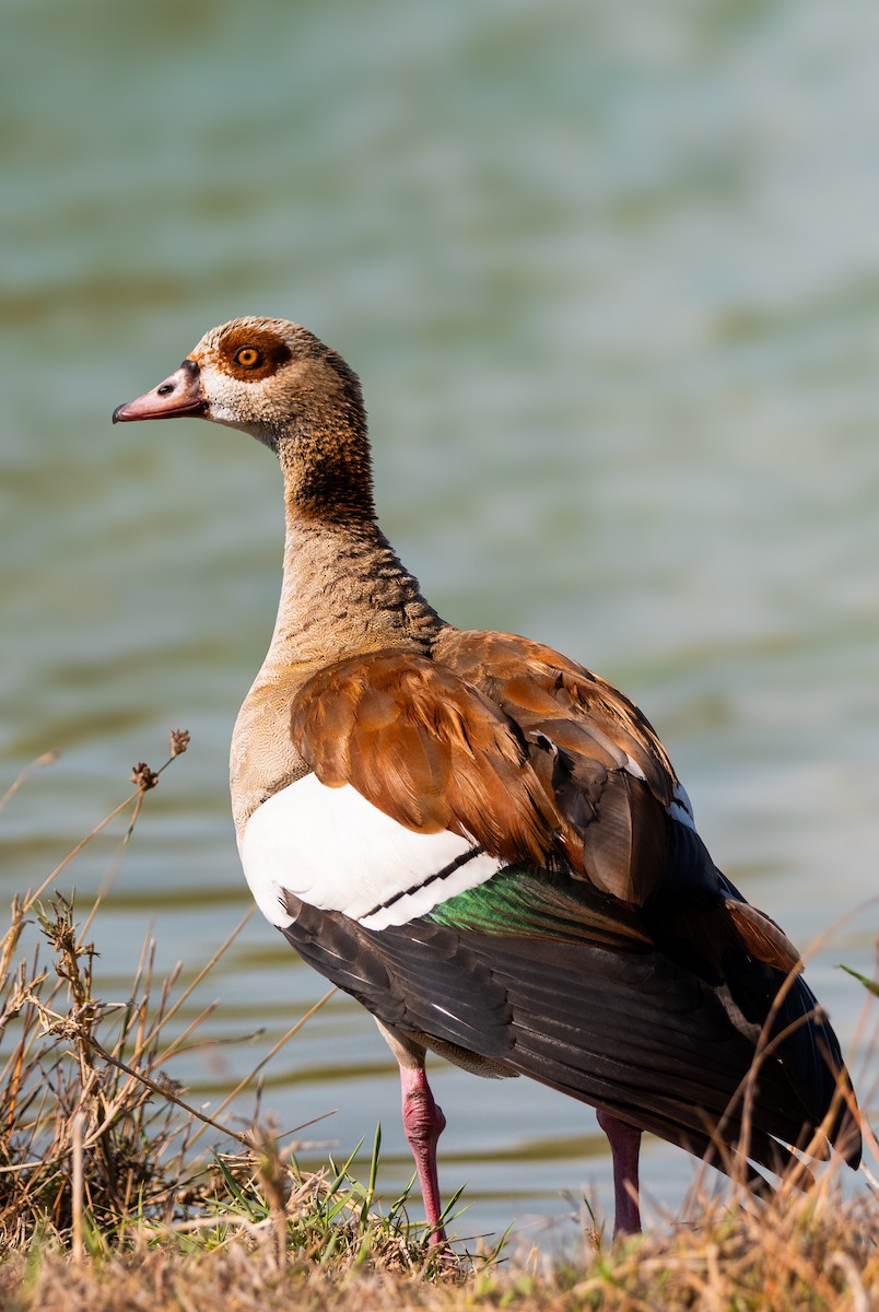 Нильский гусь - ML646388480