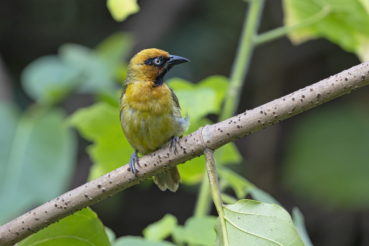 Olive-naped Weaver - ML646388483