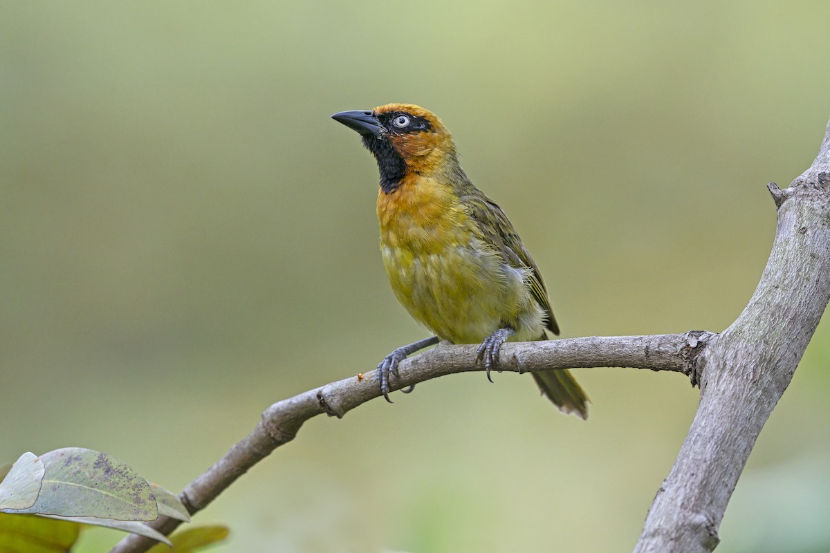 Olive-naped Weaver - ML646388484