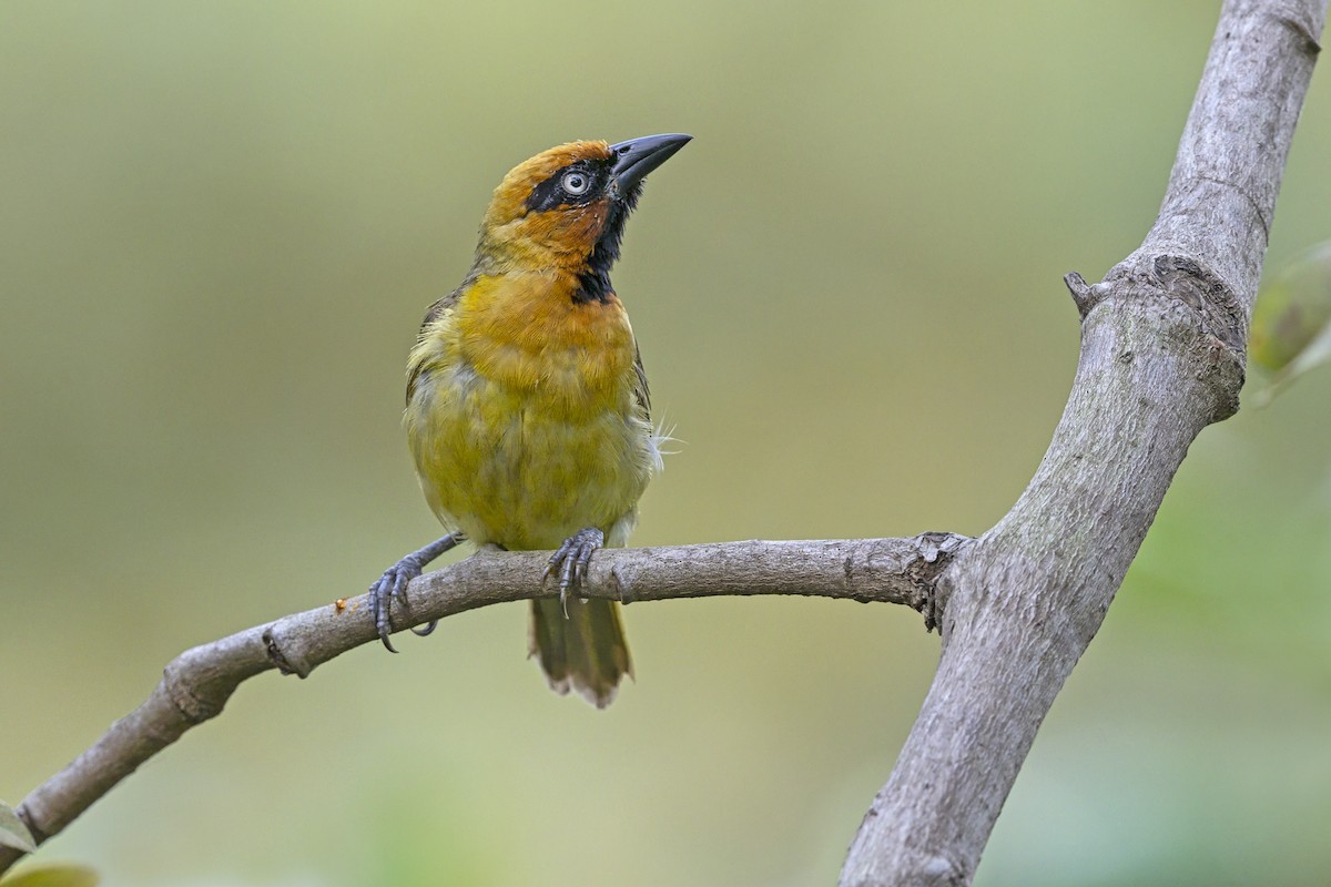 Olive-naped Weaver - ML646388485