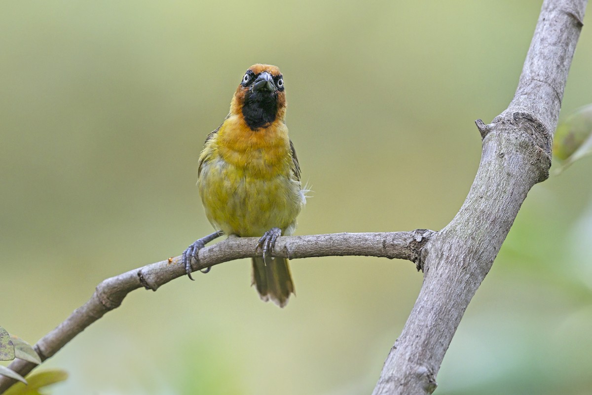 Olive-naped Weaver - ML646388486