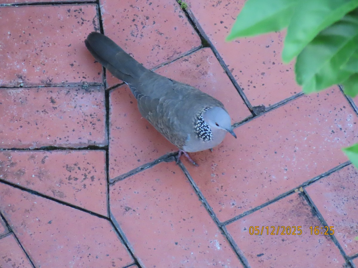 Spotted Dove - ML646388487