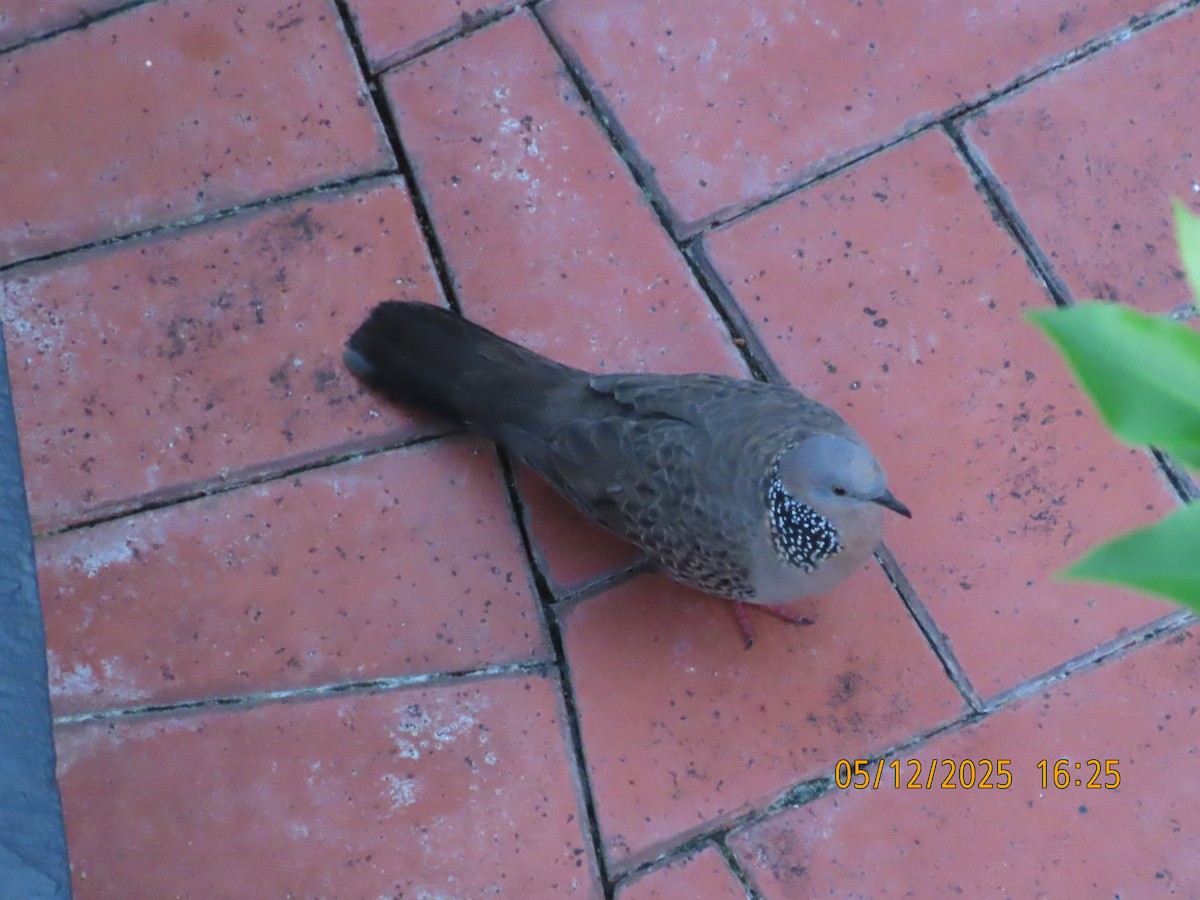 Spotted Dove - ML646388489