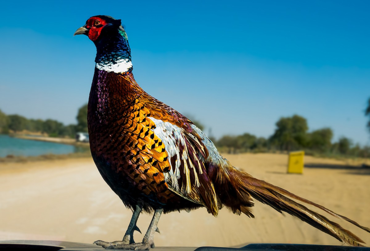 Фазан - ML646388490