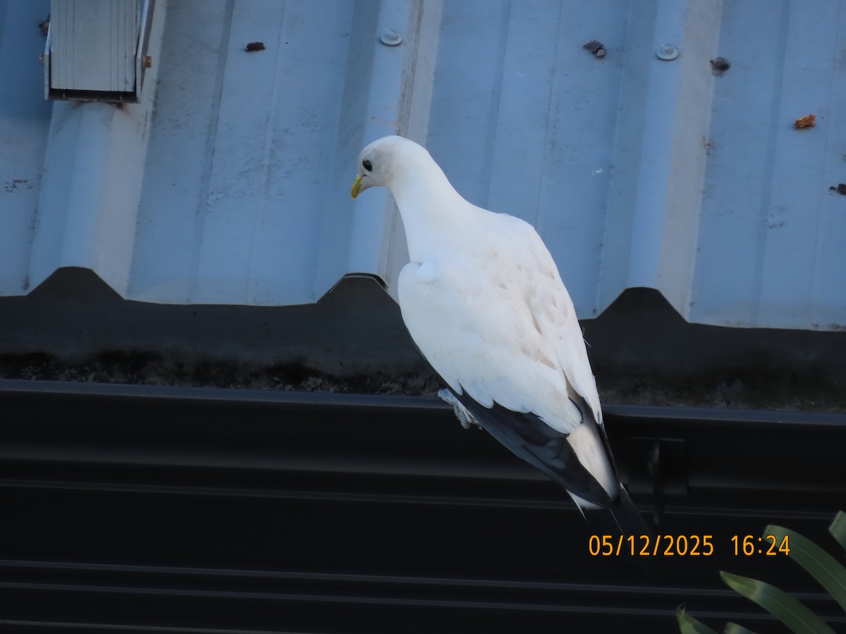 Torresian Imperial-Pigeon - ML646388491