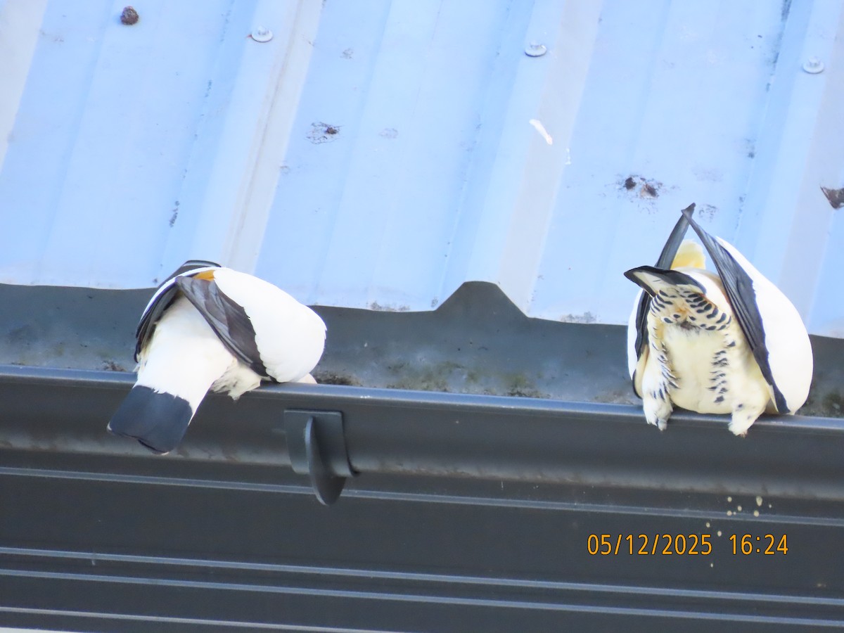 Torresian Imperial-Pigeon - ML646388492