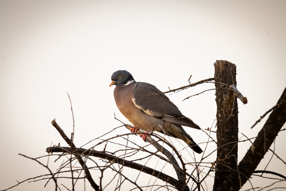 Вяхирь - ML646388496